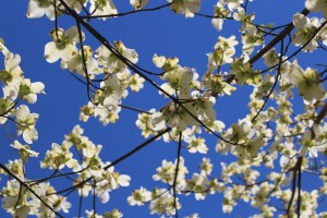 Dogwood~Gail Johnson