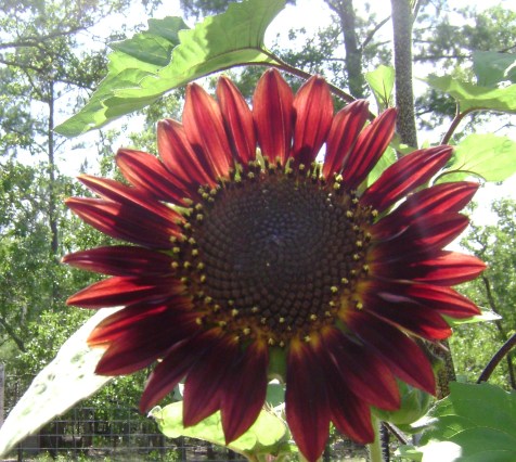 centerofhiswheel.com