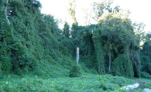 Kudzu on trees in Atlanta