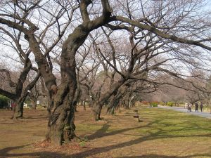 Photo~Wikipedia Public Domain