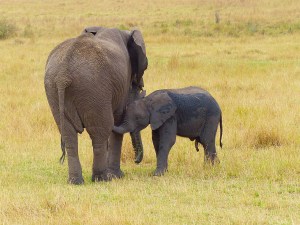 elephant-830782_1280