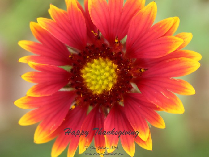 Thanksgiving flower 4-1