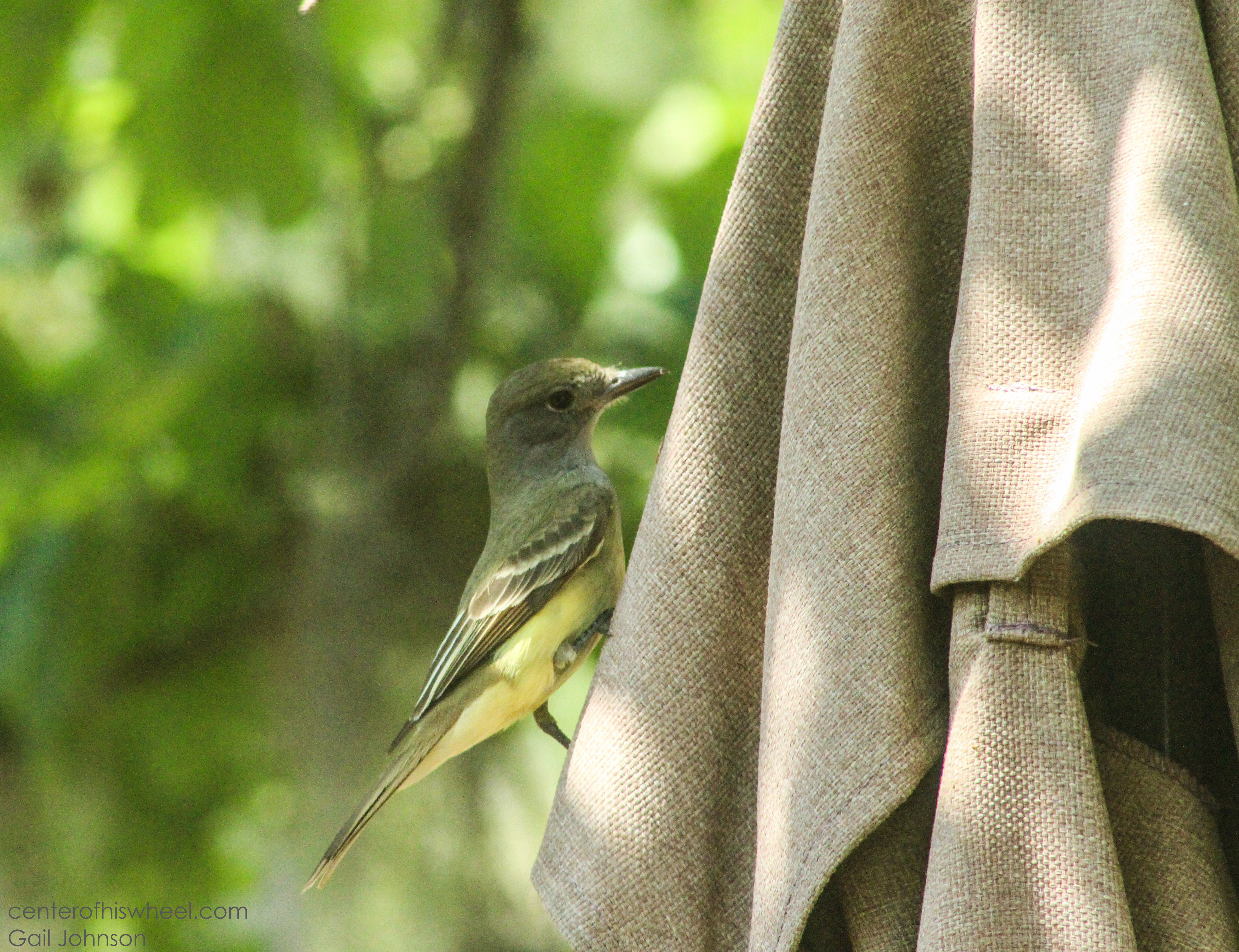 Mama Flycatcher CHW-1