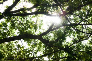 Perfect Tree Canopy CHW-1