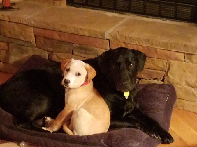 Que and Bolder by Dora Hiers centerofhiswheel