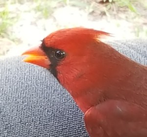 Cardinal close up