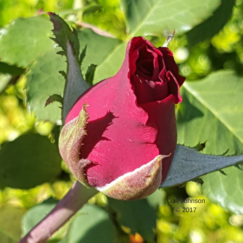 Gail Johnson © 2017