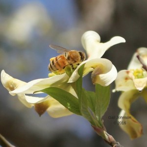 gailjohnsonauthor.com