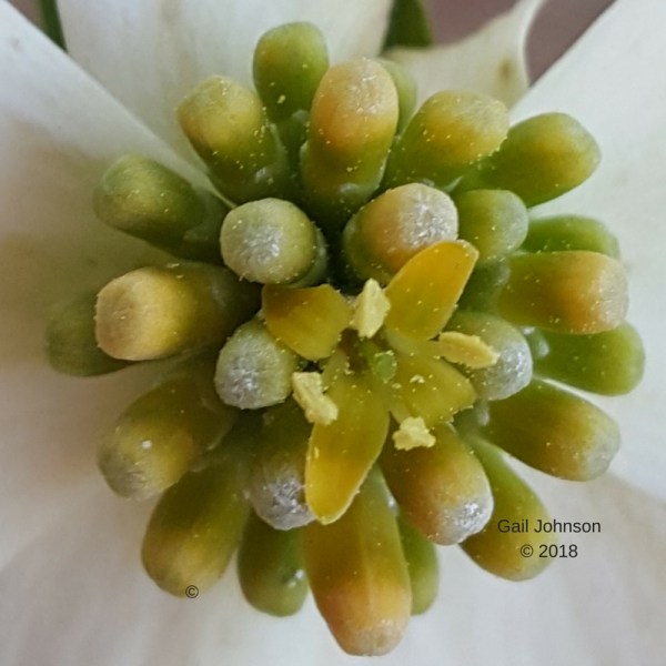 gailjohsonauthor.com