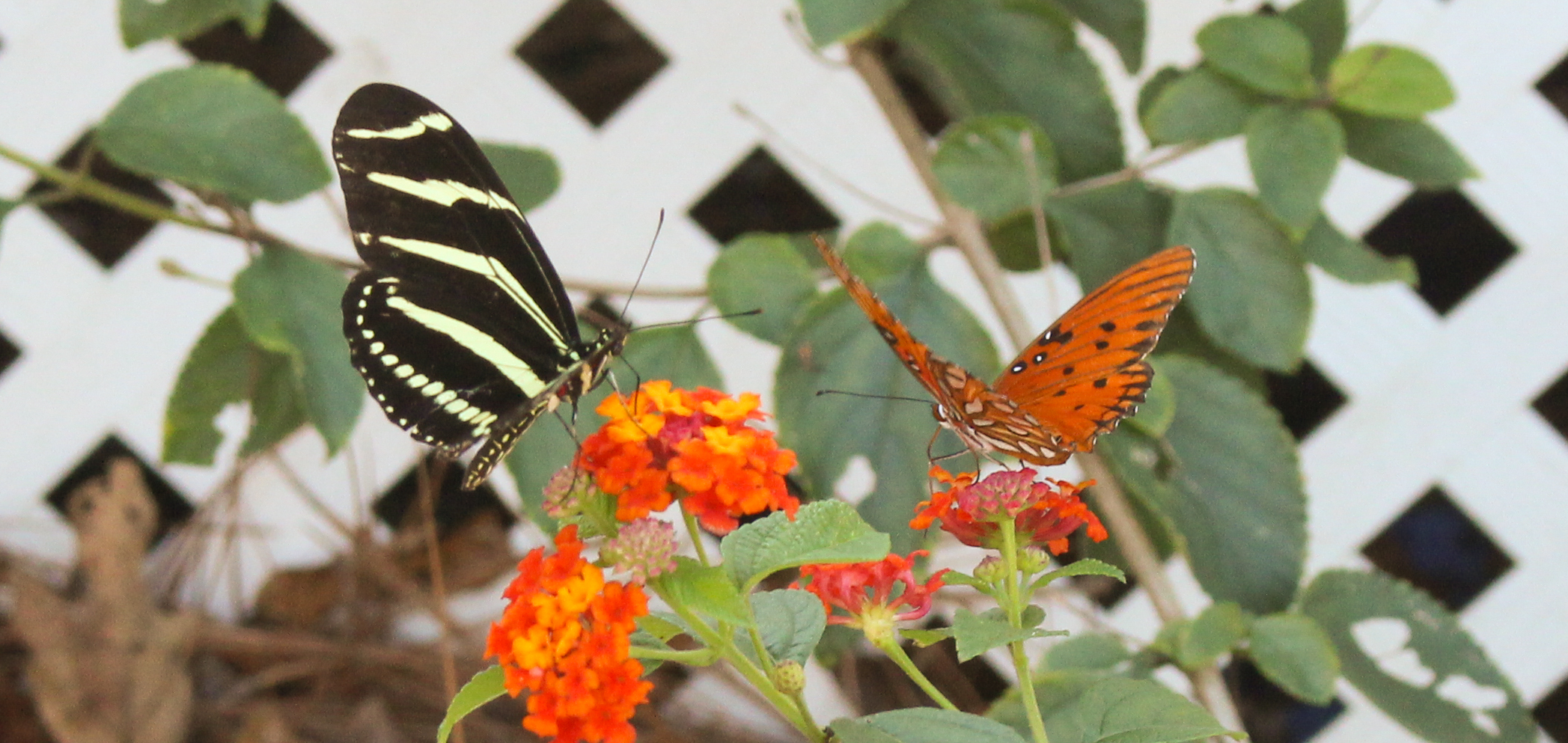 Butterfly couple